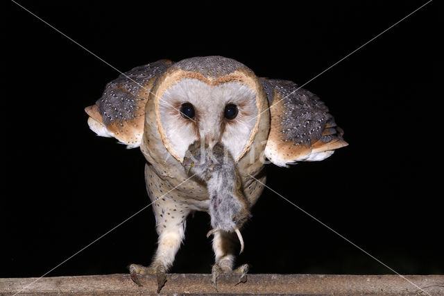 Barn Owl (Tyto alba)