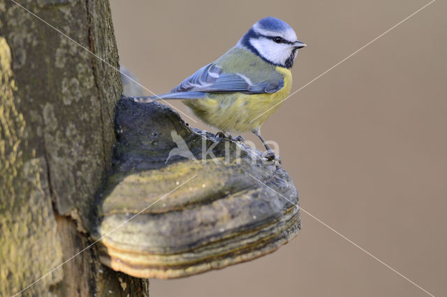 Blue Tit (Parus caeruleus)