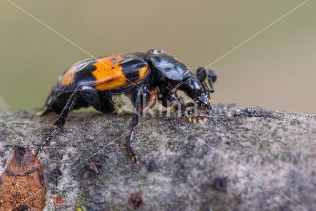 Gewone doodgraver (Nicrophorus vespilloides)