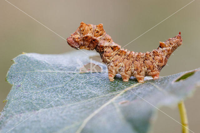 Bleke eenstaart (Falcaria lacertinaria)