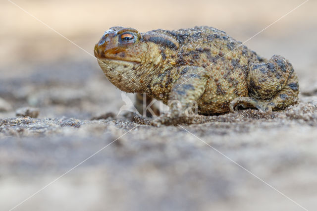 Gewone pad (Bufo bufo)