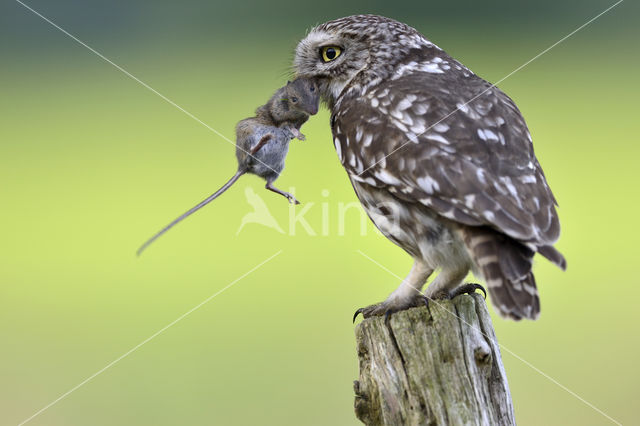 Little Owl (Athene noctua)