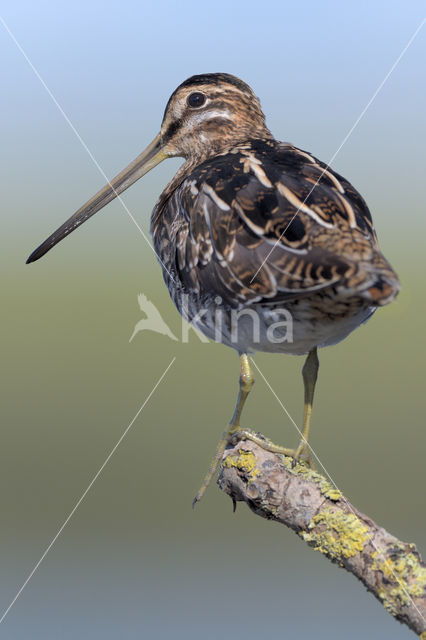 Common Snipe (Gallinago gallinago)