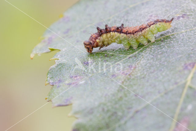 Berkeneenstaart (Drepana falcataria)