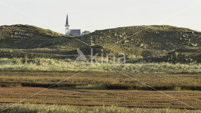 Glasswort (Salicornia spec)