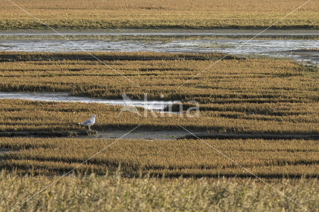 Zeekraal (Salicornia spec)