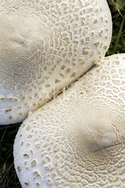 Parasolzwam spec. (Lepiota spec)