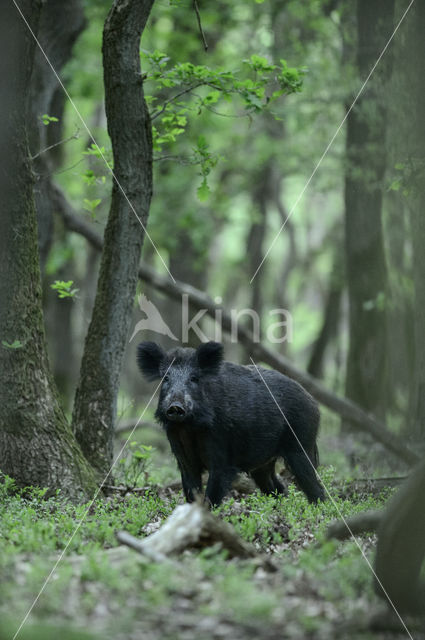 Wild zwijn