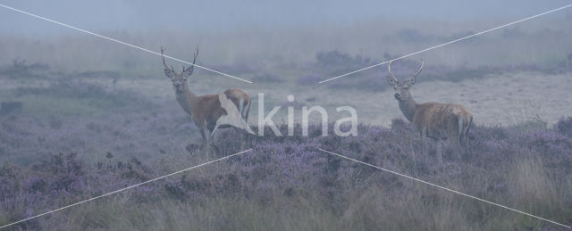 Red Deer (Cervus elaphus)