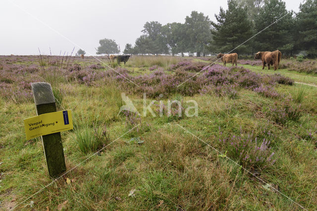 Schotse Hooglander