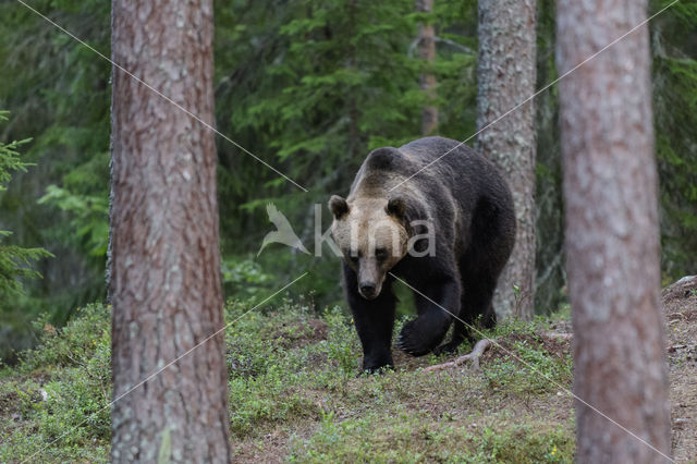 Bruine beer (Ursus arctos)