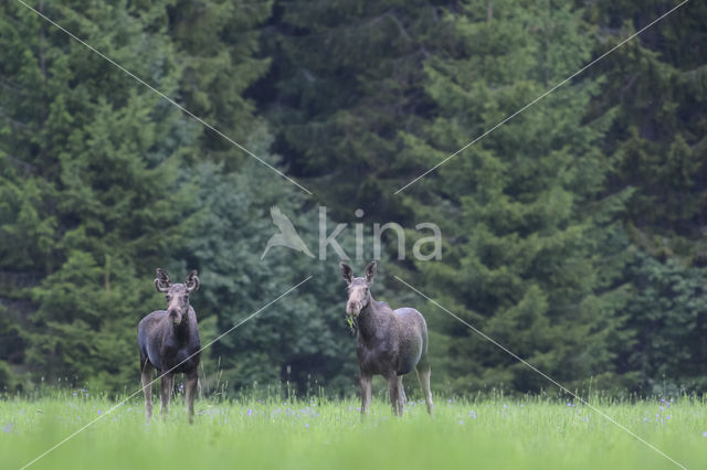 Elk (Alces alces)