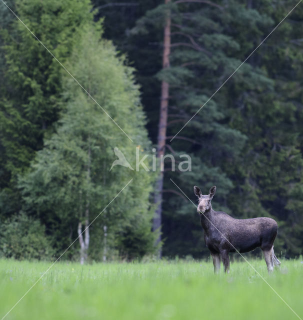 Elk (Alces alces)