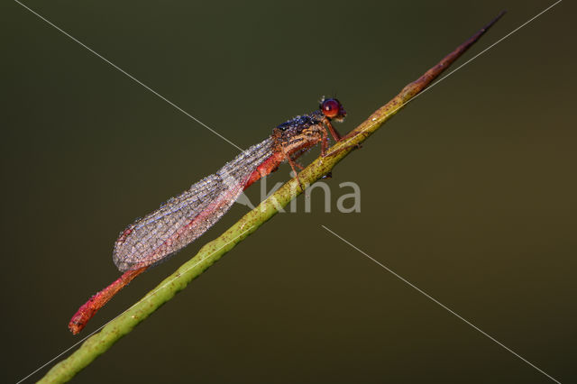 Small Red Damselfly (Ceriagrion tenellum)