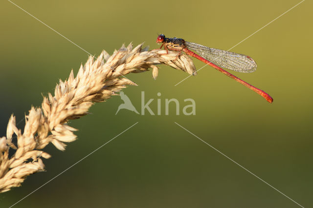 Small Red Damselfly (Ceriagrion tenellum)