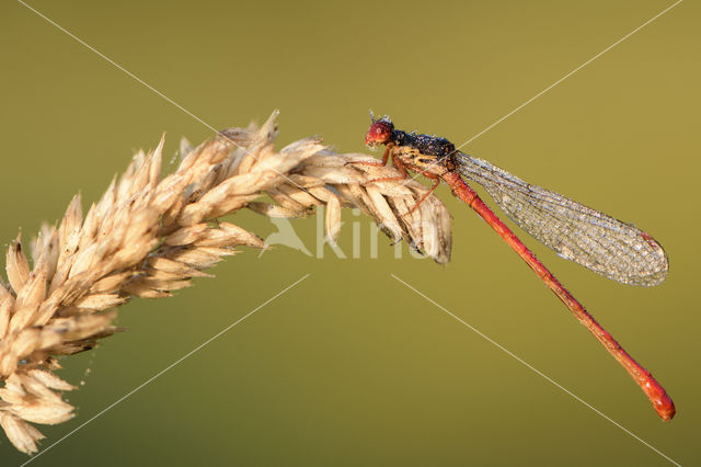 Small Red Damselfly (Ceriagrion tenellum)
