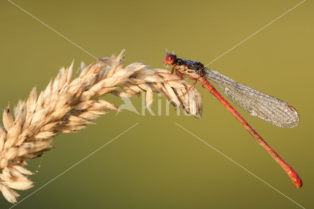 Koraaljuffer (Ceriagrion tenellum)