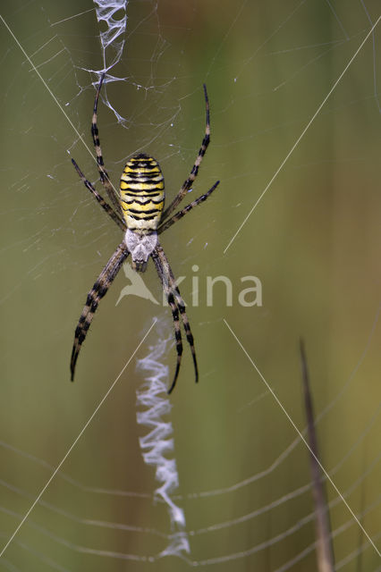 wasp spider (Argiope bruennichi)