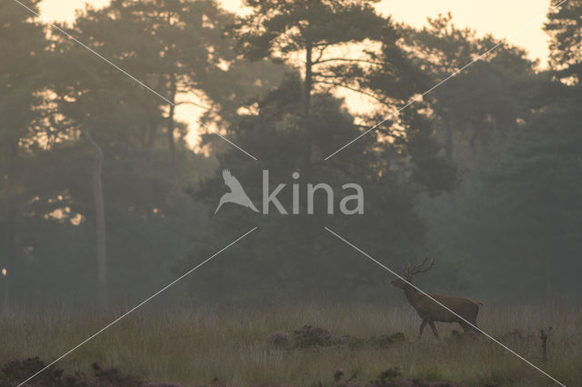 Red Deer (Cervus elaphus)