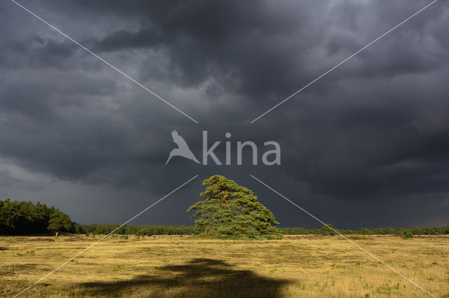 Grove den (Pinus sylvestris)