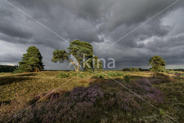 Grove den (Pinus sylvestris)