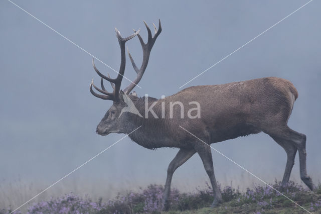 Red Deer (Cervus elaphus)