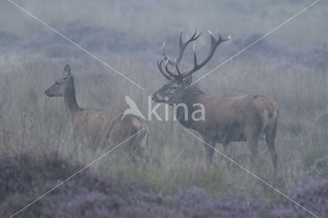 Red Deer (Cervus elaphus)