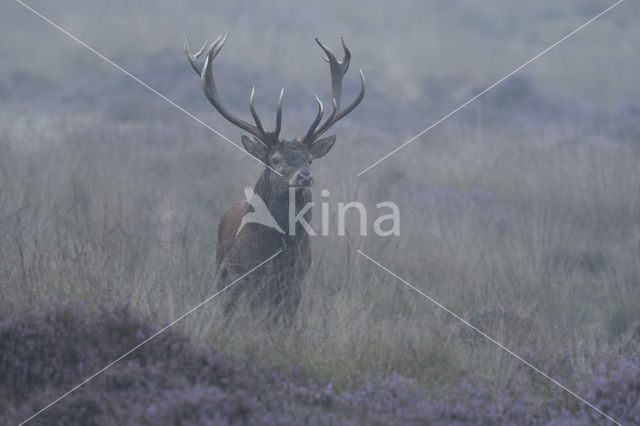 Red Deer (Cervus elaphus)