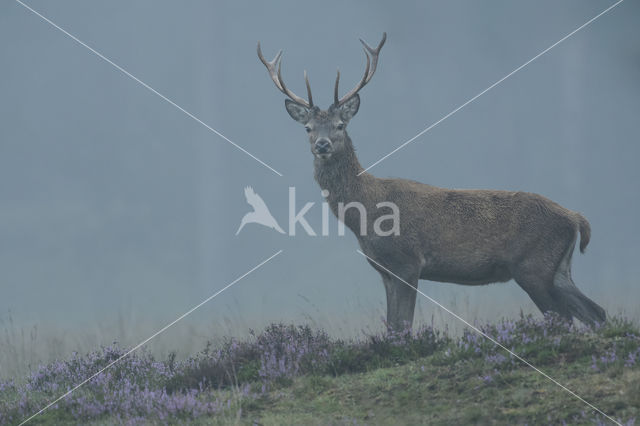 Red Deer (Cervus elaphus)