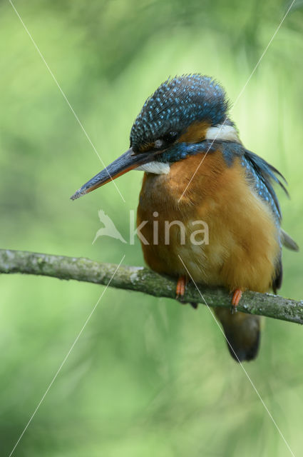 Kingfisher (Alcedo atthis)