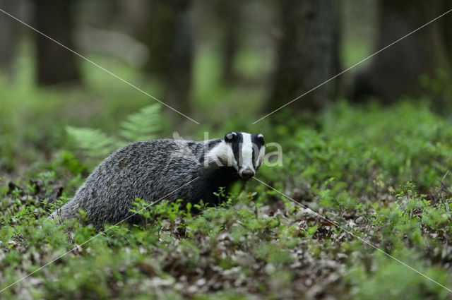 Badger (Meles meles)