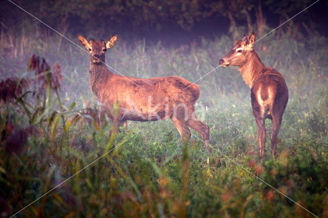 Red Deer (Cervus elaphus)