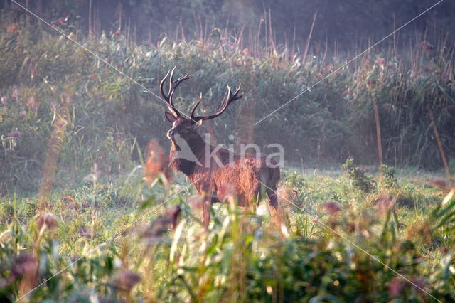 Red Deer (Cervus elaphus)