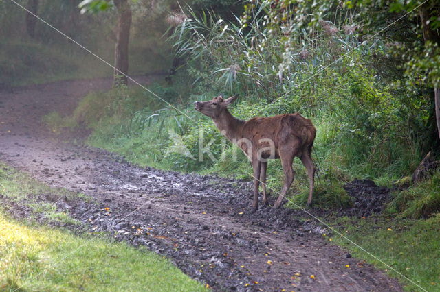 Red Deer (Cervus elaphus)