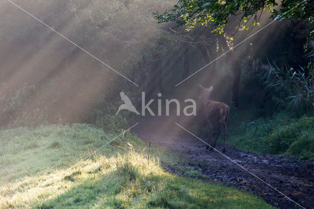 Red Deer (Cervus elaphus)