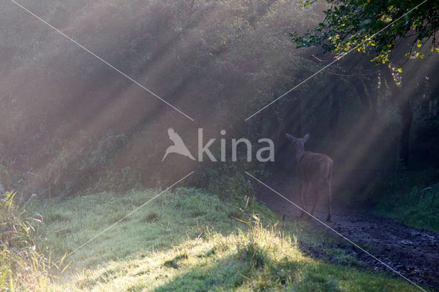 Red Deer (Cervus elaphus)