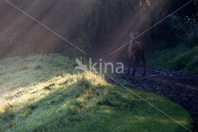 Red Deer (Cervus elaphus)