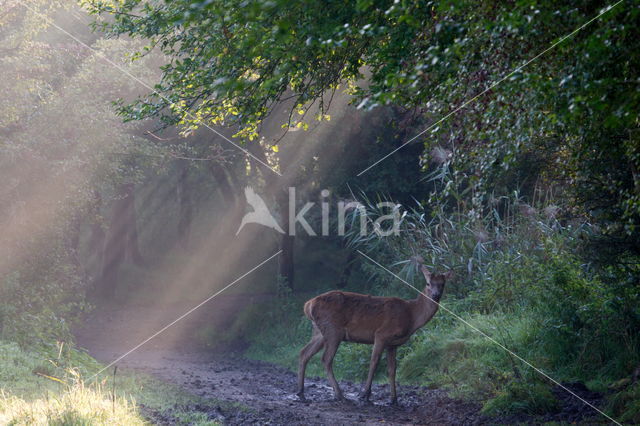 Red Deer (Cervus elaphus)