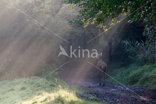 Red Deer (Cervus elaphus)