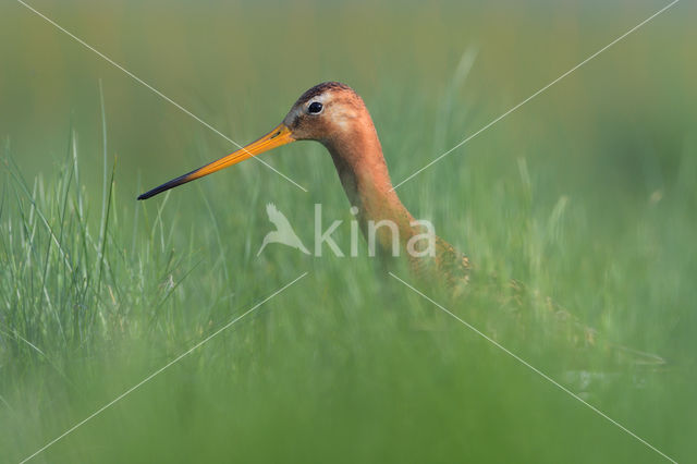 Black-tailed Godwit (Limosa limosa)