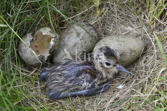 Grutto (Limosa limosa)