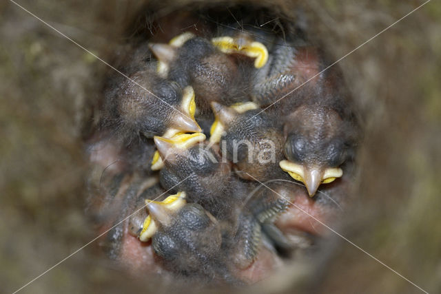 Koolmees (Parus major)