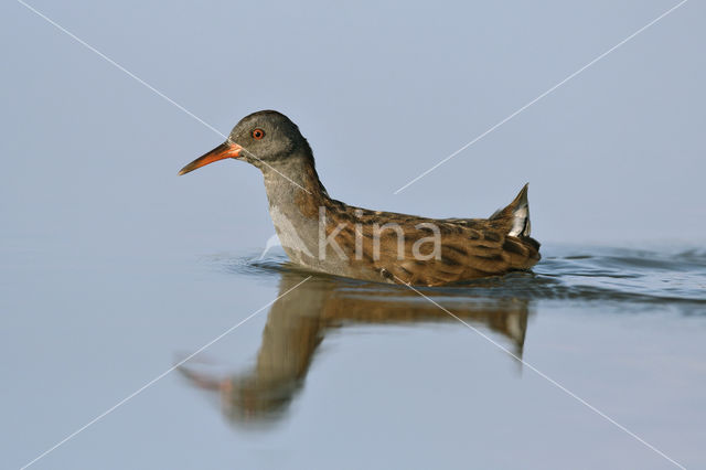 Waterrail (Rallus aquaticus)