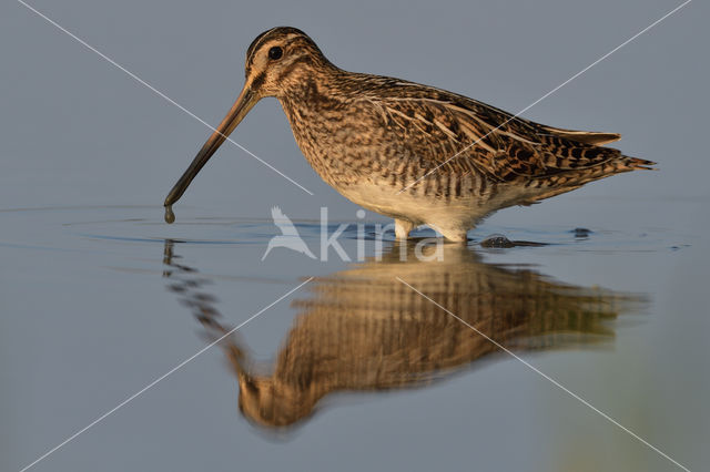 Watersnip (Gallinago gallinago)