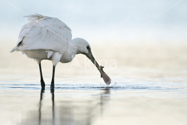 Eurasian Spoonbill (Platalea leucorodia)