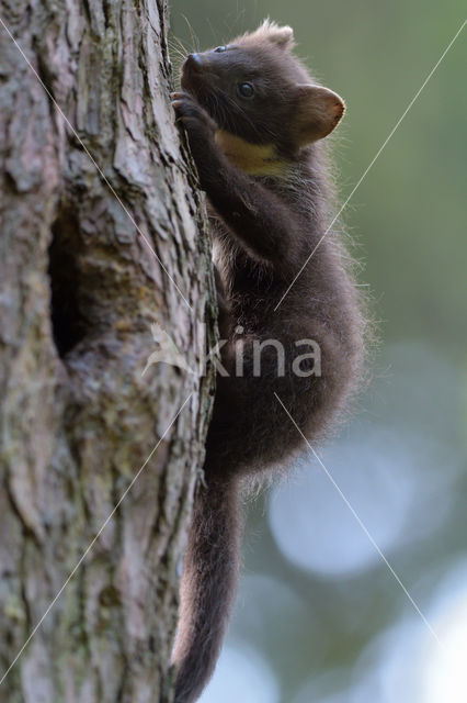 Pine Marten (Martes martes)