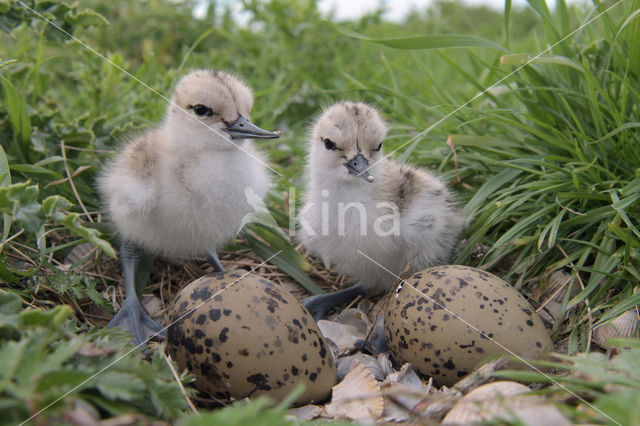 Pied Avocet (Recurvirostra avosetta)