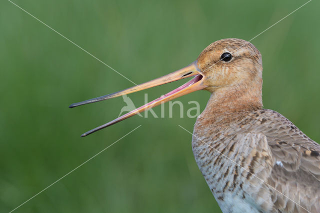 Black-tailed Godwit (Limosa limosa)