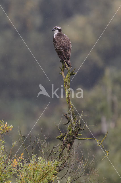 Osprey (Pandion haliaetus)