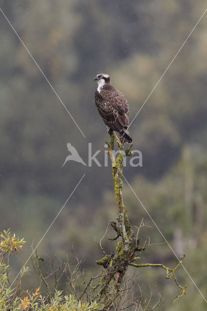 Visarend (Pandion haliaetus)